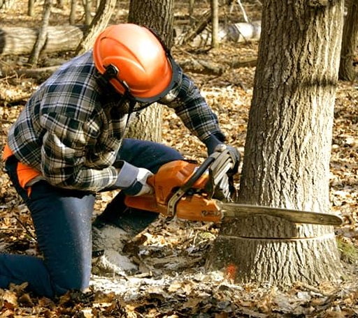 Tree Removal in Hot Springs, SD